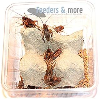 1 can medium Mediterranean crickets, double spot grills, feed insects, feed animals product image