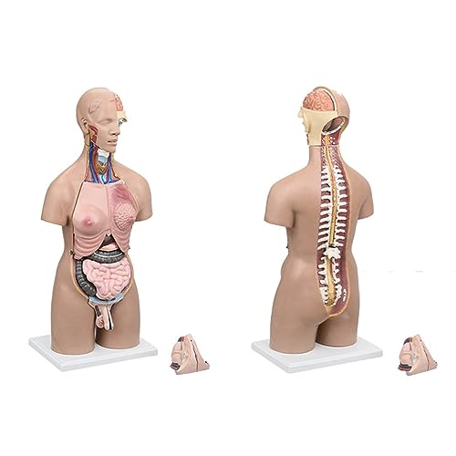 Torso humano de 55 cm modelo anatómico educativo con 21 piezas 2