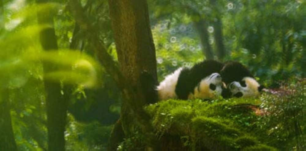 パンダLOVE パンダLOVE！ パンダLOVE Vintage Framed Panda Print