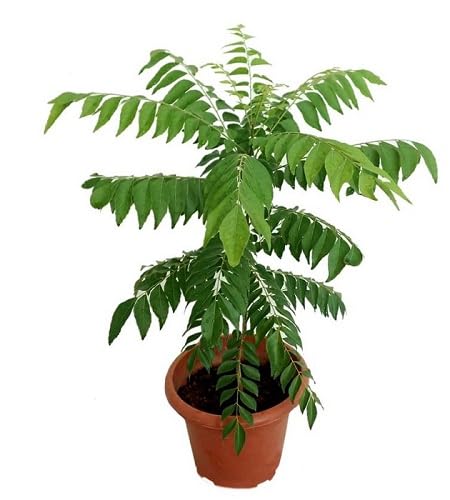 100Pcs Green Curry Leaves Plant Seeds
