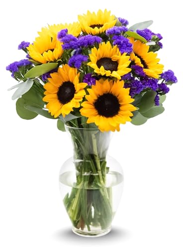 Stargazer Barn Sunflower Fields Bouquet with Vase - Fresh Cut Flower Delivery Hand-Tied in the USA Gift for Birthday Anniversary Sympathy or Home Decor