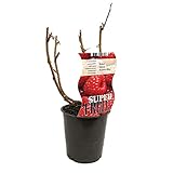 🍓 FRAMBUESA NATURAL: se trata de un arbusto frutal silvestre del que proviene uno de los frutos del bosque más deseados; la frambuesa. En temporada podrás disfrutar de estos deliciosos tesoros de la naturaleza, recolectándolos para hacer tartas, batidos, smoothies o salsas. Se presenta en maceta de tamaño M12.