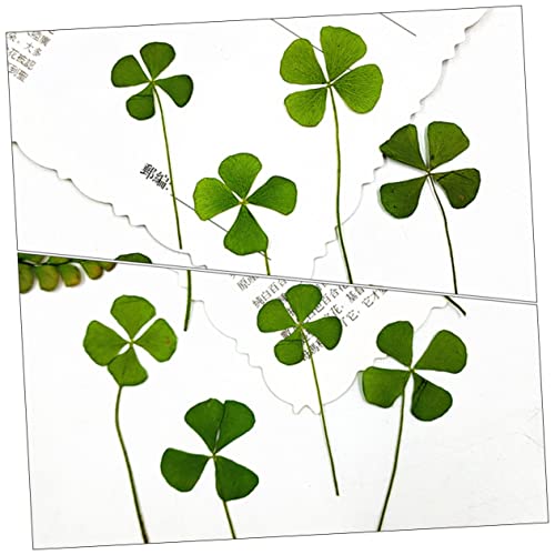 Dried Pressed Four Leaf Clover para manualidades 24 piezas miniatura 7