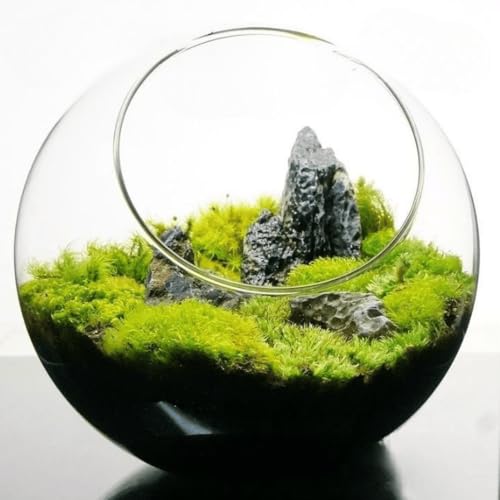 【スターターキット】8cm 青龍石 苔テラリウム テラリウム プレゼント 自作 作成キット ハンドメイド 手作り ギフト インテリア 観葉植物 苔の風景