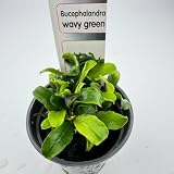 Aqua Breeding Skill lot de 3 bucephalandra vivantes en mix photo 4