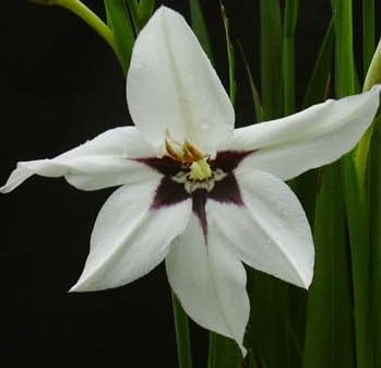 3 Acidanthera Murielae Spectacular Flowering Peacock Orchid Lily Blooming Size Bulbs for Beautiful Flowers in Your Garden - sale