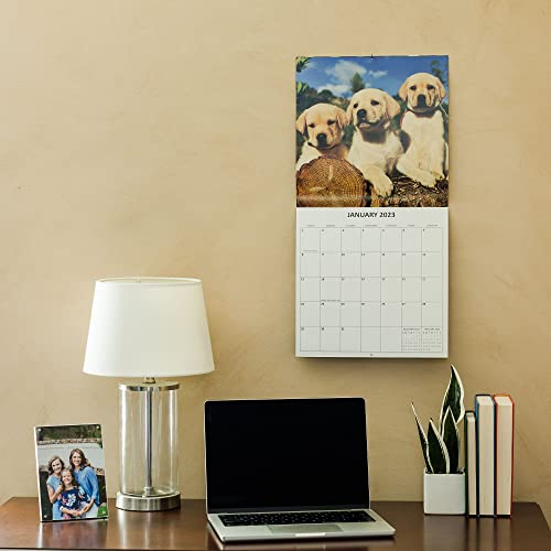 2023 Puppies Dogs Monthly Wall Calendar With Four Bonus Months From 2022 16-Month Calendar Starts In September 2022 Until December 2023 12" X 24" (When Open) 12" X 12" (When Closed) Thick Sturdy Paper #TOP4