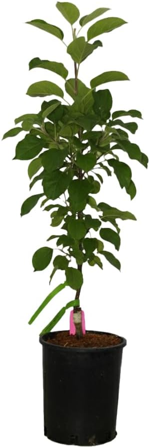 Tangy GreenColumnar Apple, Bright Green Fruit and Compact Form, 1 gal. Nursery Pot, 2–3 ft Tree Height (Ships to 48 States Including CA & AZ)