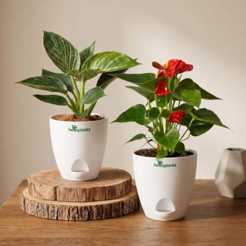 Image of Philodendron Birkin & Anthurium Live Indoor 2-Plant Combo in 4-Inch Self-Watering Matte White Pots | Exotic Designer Houseplants for Luxury Home, Living Room & Office Decor