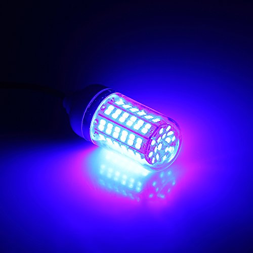 Explopur la Pesca Subacquea attira la Luce