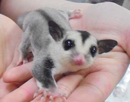 フクロモモンガ  モモンガ  ひまわり こんにちは😊 フクロモモンガちゃんのお里帰り(？！)で一緒にご