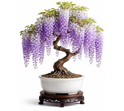 1 Wisteria Bonsai Starter Tree (1 Year Old Live Plant) Wisteria Floribunda Seedling Fast Growing Flowering Vine for Bonsai Training Outdoor/Indoor Bonsai Tree Starter Kit Plant