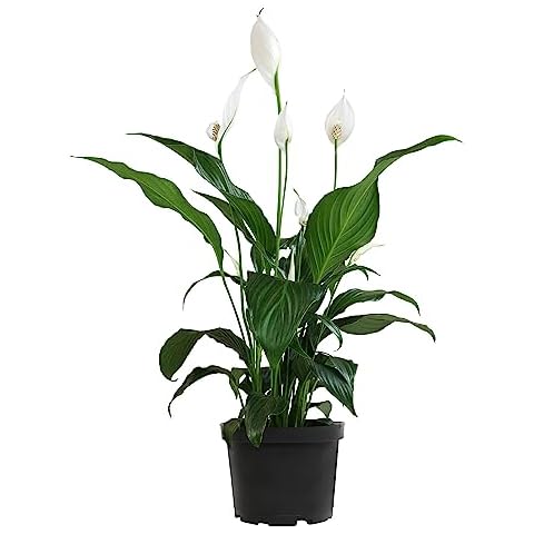 Peace Lily in 6 Inch Plant Pot for Plants, Easy Peace Lily Plant Indoor Live House Plants Live Plants Indoor, Low Light Plants Live Houseplants Live Indoor Plants Live Houseplants by Plants for Pets Cover