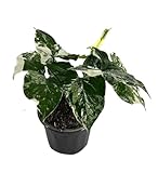 LEAL PLANTS ECUADOR Syngonium Podophyllum Albo Variegated - Elephant Ear House Plant|Syngonium Live Plant Variegated Live Houseplant| Perfect for Home Decor, Unique Gift for Plant Lover