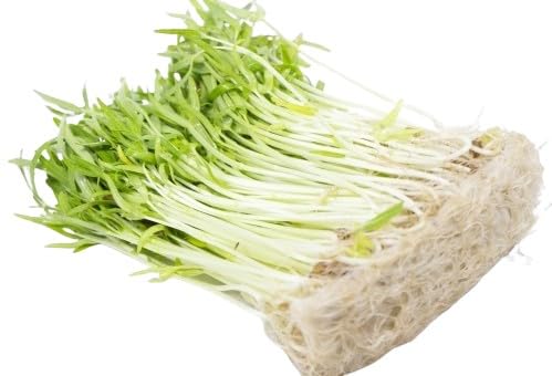 空芯菜」の人気商品一覧 | 安い商品を通販サイトから探す - 価格.com