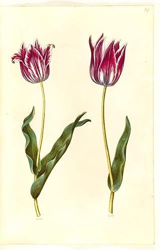 Impresión en lienzo de Tulipa gesneriana 60x90cm, cuadro decorativo de Hans Simon Holtzbecker