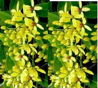 See full amazon price history chart for VENUS-ONLINE Bridal Bouquet Plant - Yellow Creeper Flower Plant good for garden one live plant VENUS-ONLINE Bridal Bouquet Plant - Yellow Creeper Flower Plant good for garden one live plant (B0CVQML9CP) Amazon Price History, Amazon Price Tracker
