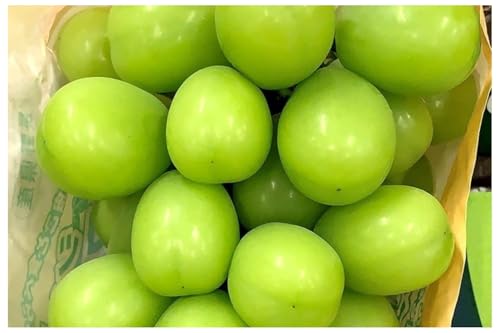 2026年産先行予約 ぶどう 先行予約 長野市産 シャインマスカット ビックサイズ 一房入り 600g以上 葡萄 ブドウ 果物 フルーツ デザート おやつ 信州 大房 大粒 上品な香り