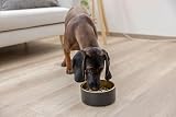 Kerbl Pet Edelstahlnapf Golden, 450 ml, schwarz/Gold, 5,7 cm, Ø13 cm, Hundenapf, Katzenschüssel, Fressnapf, Edelstahl, Hunde, Katzen