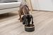 Kerbl Pet Edelstahlnapf Golden, 450 ml, schwarz/Gold, 5,7 cm, Ø13 cm, Hundenapf, Katzenschüssel, Fressnapf, Edelstahl, Hunde, Katzen