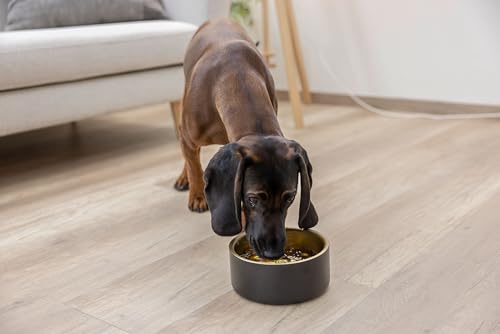 Kerbl Pet Edelstahlnapf Golden, 450 ml, schwarz/Gold, 5,7 cm, Ø13 cm, Hundenapf, Katzenschüssel, Fressnapf, Edelstahl, Hunde, Katzen