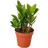 Zamioculcas Zamiifolia ZZ Live Plant for Indoor | Different Houseplants in 4'' & 6'' Pot | Real House Plant for Living Room, Office, Desk & Bathroom |