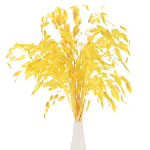 M METERXITY Paquete de 20 Unidades de Ramo de Hierba Seca de 17 Bouquet de Flores Secas de Avena para Relleno de Jarrón/Decoración del Hogar Arreglo de Flores [Amarillo]