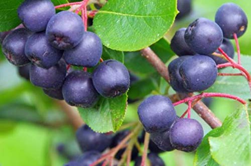 8-12'' Aronia McKenzie, Black Chokeberry Potted Plant, Great for Making Healthy Juice, Great as a Accent Plant, Flowers are just Specacular