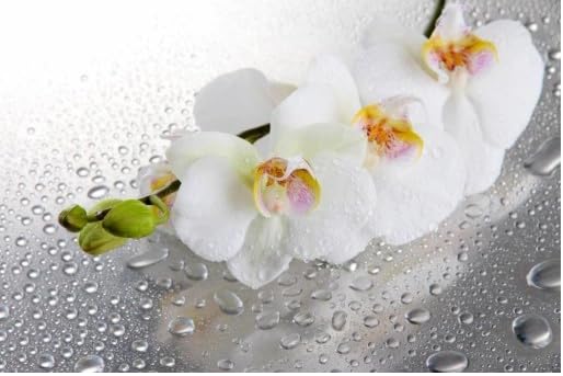 Orchidée en Silicone de qualité supérieure - Design Bateau - Durable et Facile d'entretien (Blanc)
