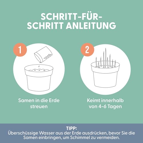 The Cat Ladies 2X Katzengras Samen - 2er Pack Katzen Gras Samen für Balkon oder Wohnung - 2er Set Katzengrassamen - Fress Gras für die Katze - Cat Grass Seed Set