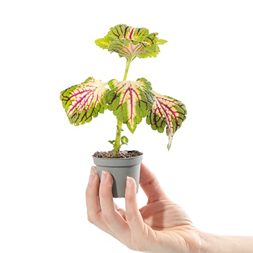 Baby Painted Nettle Plant - Coleus Space Cake Small Evergreen Houseplant | Air Purifying Indoor Plant for Home, Office, Kitchen, Bathroom | Grow Your Own Baby Plants
