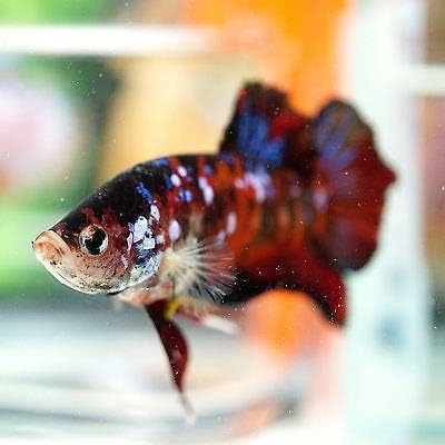 live betta fish amazon