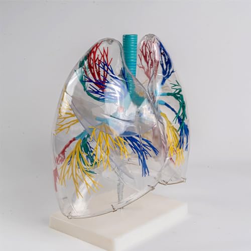 Modèle poumons anatomiques transparents avec arbre bronchique détaillé - 4