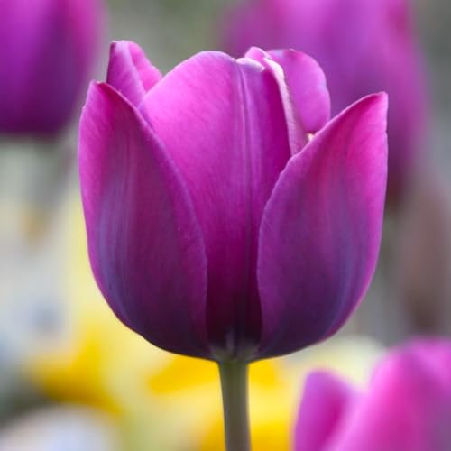 Bulbi di TULIPANO | Bulbi provenienti dai migliori produttori Olandesi | Esclusiva selezione e controllo qualità | Fioritura garantita dal primo anno. (10 Tulipani NEGRITA)