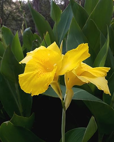 10 Samen Südamerikanisches Blumenrohr Canna jaegeriana Blumen Samen