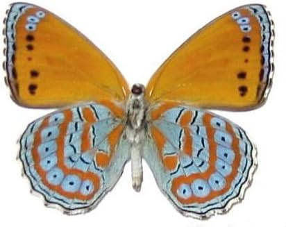 Framed Harlequin Butterfly (Crenis pechuelli) Riker Mount (4" x 3") - Hanger on Back