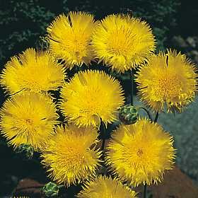 Centaurea Sweet Sultan Yellow 2,000 Seeds