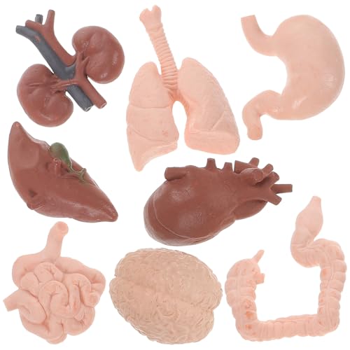 HEMOTON Modelo de Órganos Humanos 8 Piezas Realistas para Enseñanza Escolar, Material Didáctico Educativo de Anatomía, Accesorios para Práctica Médica y Estudio del Cuerpo Humano