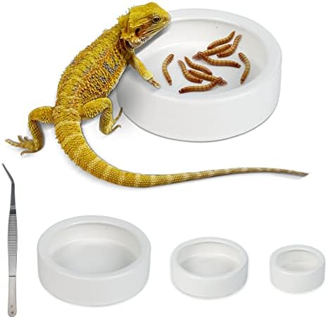 bearded dragon food dish