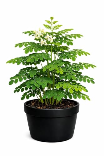 Image of Natural Live Drumstick Plant (Moringa Oleifera) with Pot | Healthy Green Medicinal Plant | Easy Maintenance Live Plant for Home, Office, Balcony, Terrace & Garden