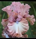 Bulbos de flores exterior iris - Iris germanica bulbos - bulbos de flores exterior todo año - Fácil de cultivar, florece en el jardín de verano.-4bulbos-E