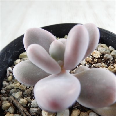 【激レア@2980】アメジスティヌム×モンブラン 激レア@2980】アメジスティヌム×モンブラン