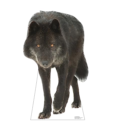 Cardboard People Canadian Black Wolf Cardboard Cutout