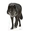 Canadian Black Wolf