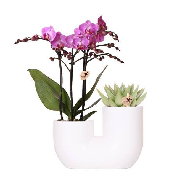 Orchidee Vienna Rosa & Sukkulente im weißen Duo Zimmerpflanze Ø9 cm