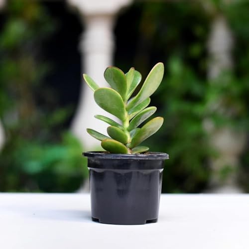 Image of Crassula Live Succulent Plant with Pot | Easy-Care Jade /Money Plant for Home & Office | Lucky Indoor Air-Purifying Plant for Table, Shelf & Decor | Fresh Healthy Plant