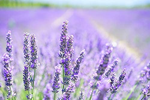 600+ Lavender Seeds For Planting - Heirloom Non-Gmo Usa Grown - English Lavender Vera Herb Seeds In Premium Packaging By Rdr Seeds #TOP6