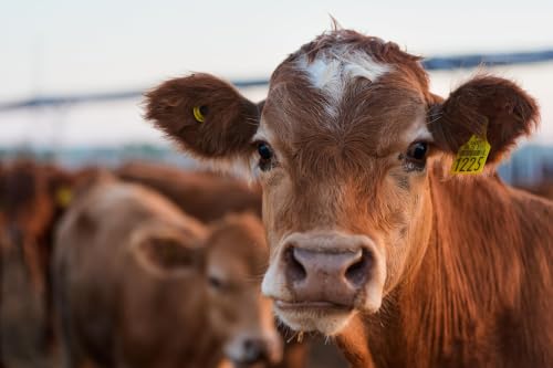 Cattle Placements Hit Record August Low | Kyle Bumsted Breaks Down the Report