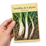 Allium Cepa y Calçots Semillas DECOALIVE para Cultivo Doméstico