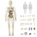 Cndiyald Clear Human Body Model 3D Removable, Transparent Anatomy Structure Educational Toy for Kids Boys Girls